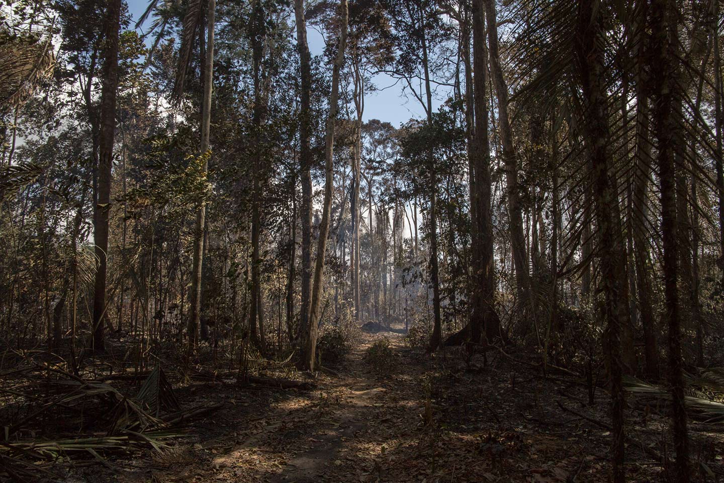 Degradação Florestal