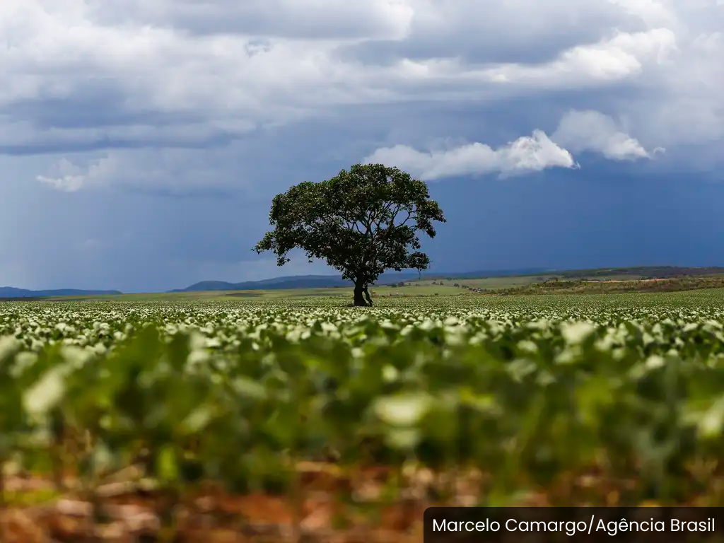 Produção e Plantação de Soja